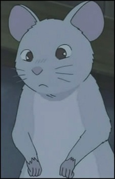 Chicchi